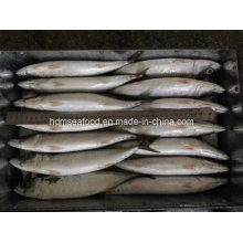 Nuevos peces de tierra Pacific Mackerel (25cm +)